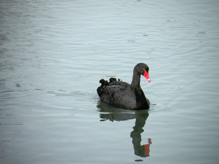 cigno nero